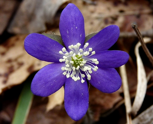 {Anemone acutiloba}